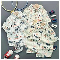 شومیز palm tree